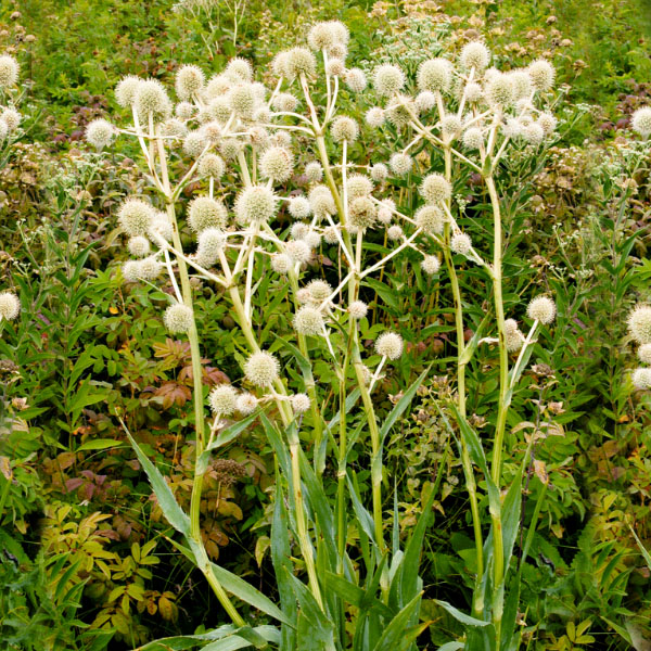 Rattlesnake Master Container at Jacqueline Young blog