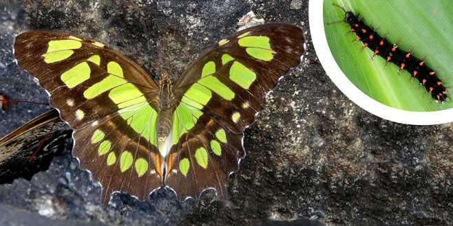 malachite butterfly