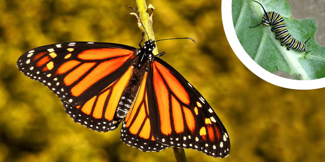 the monarch butterfly w