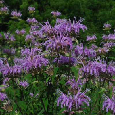 Clerodendrum Blue Butterfly Bush - Vincent Gardens